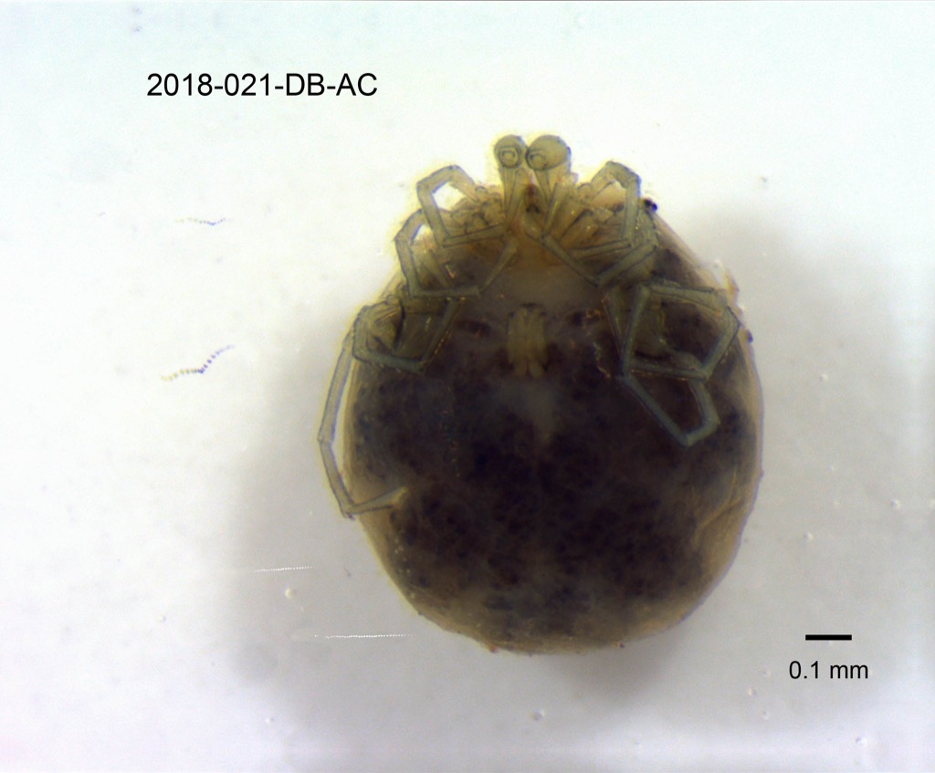 ventral