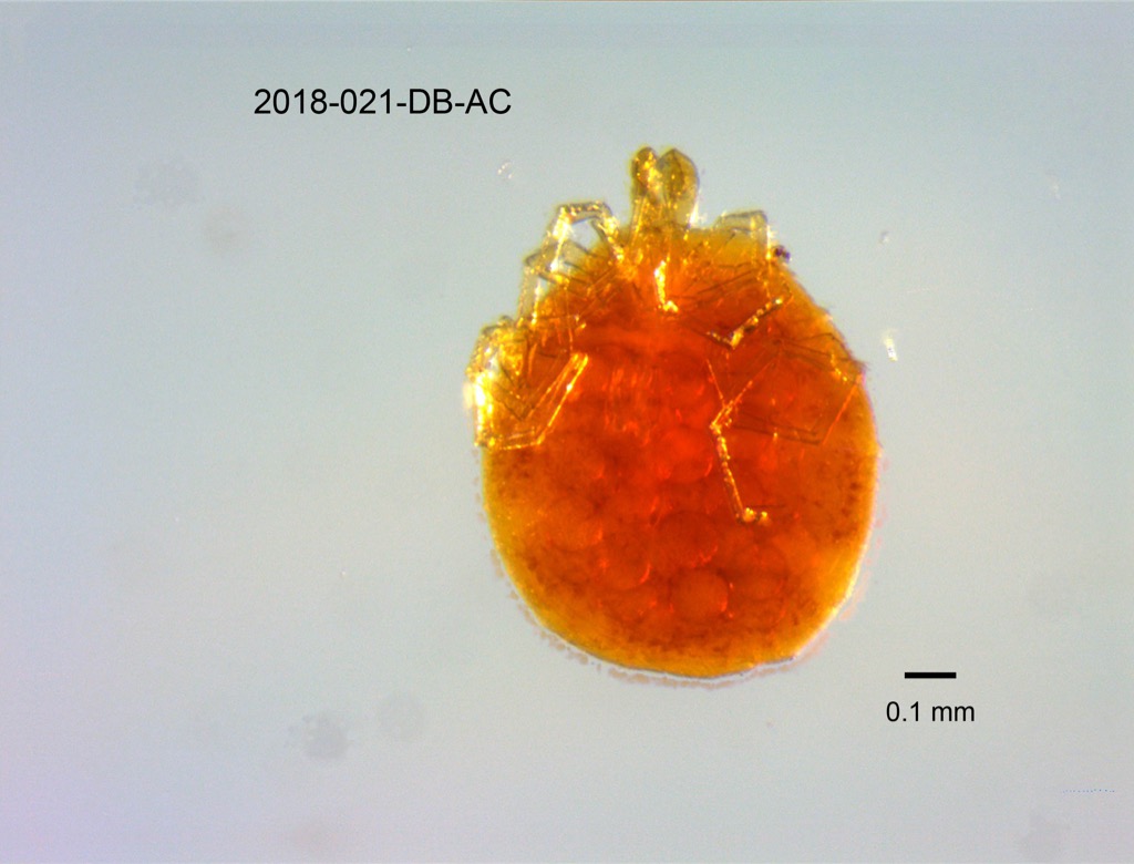 ventral