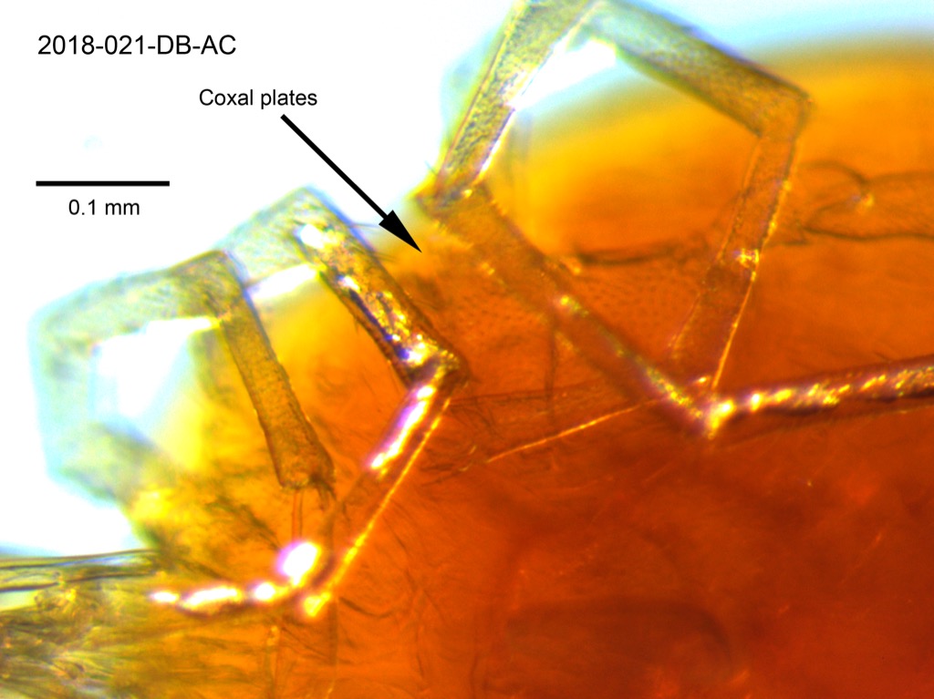 coxal plates ventral