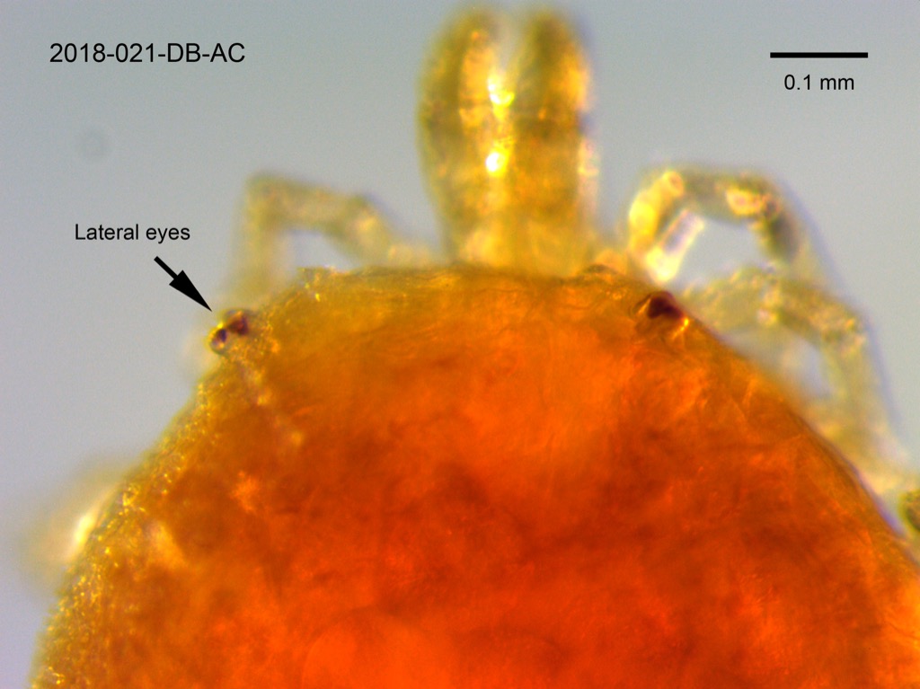 eyes dorsal