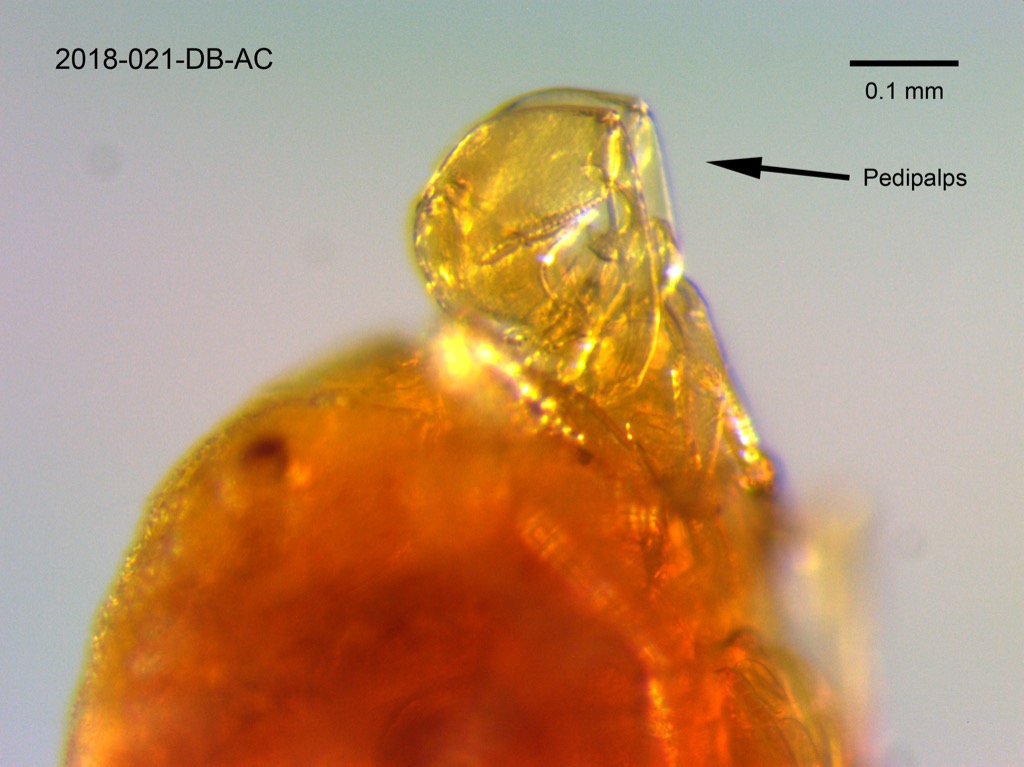 pedipalps lateral