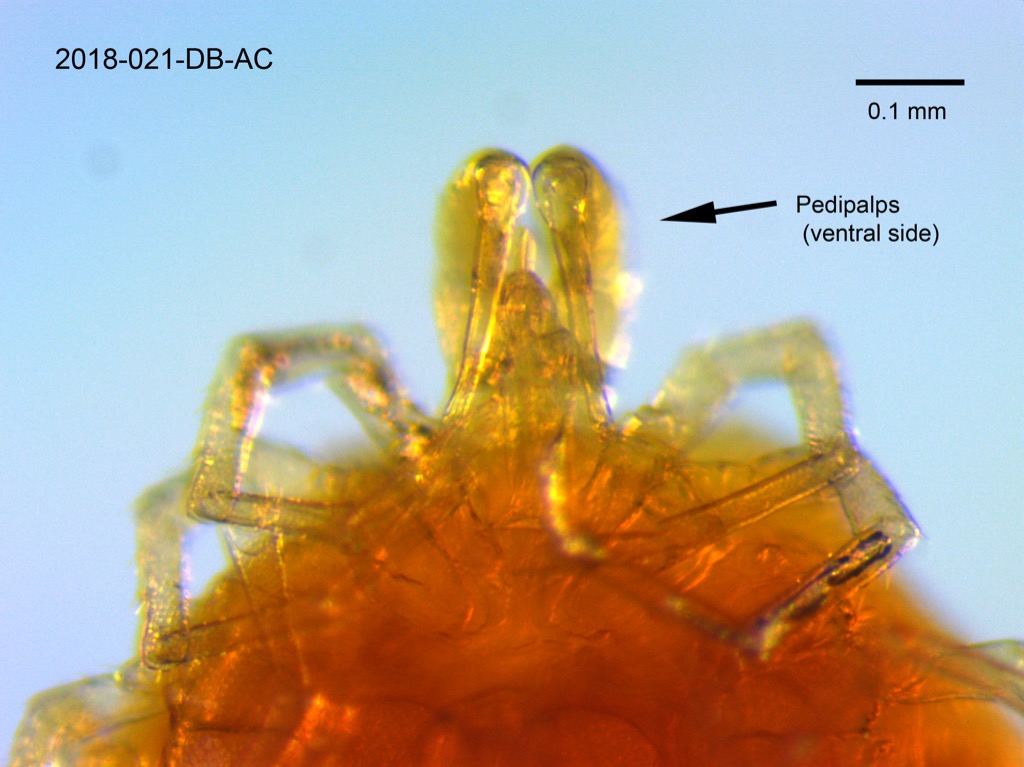 pedipalps ventral
