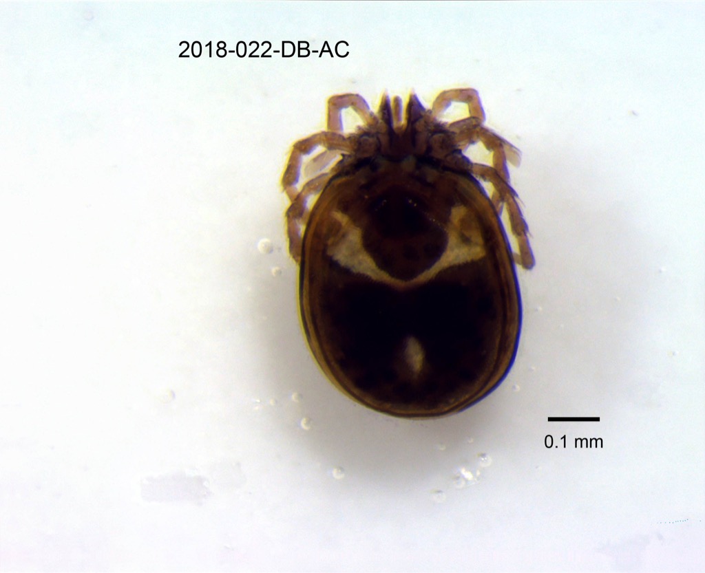 dorsal