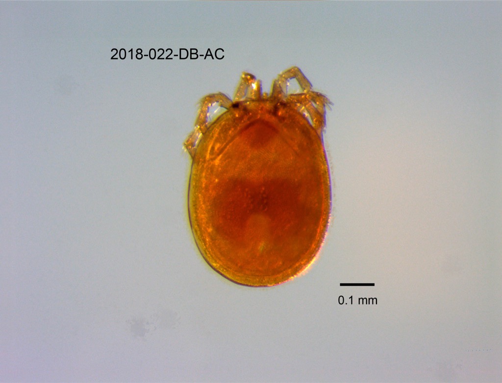 dorsal