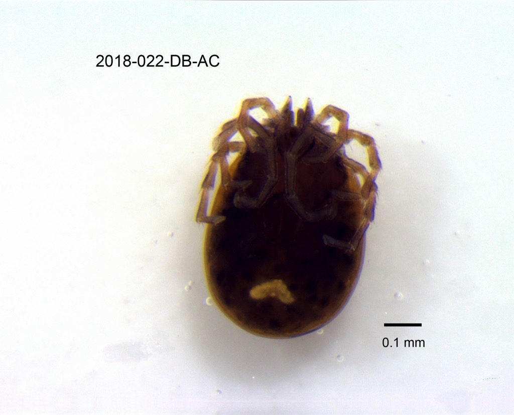ventral