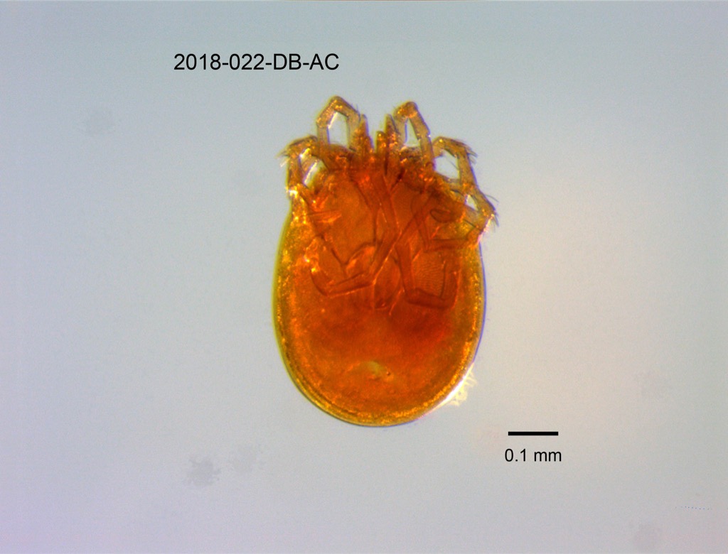 ventral