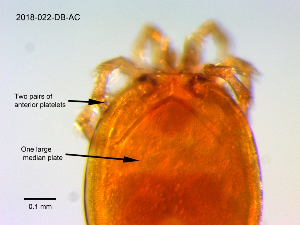 dorsal shield dorsal