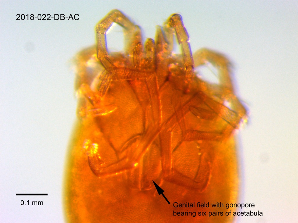 genital field ventral