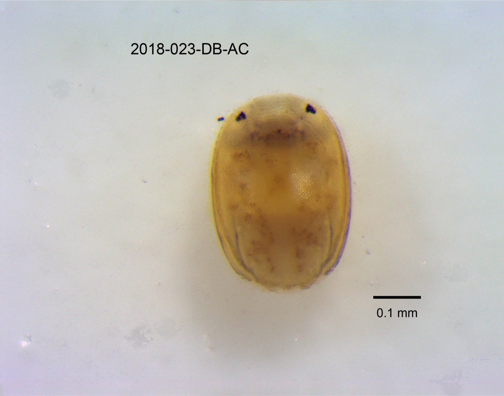 dorsal
