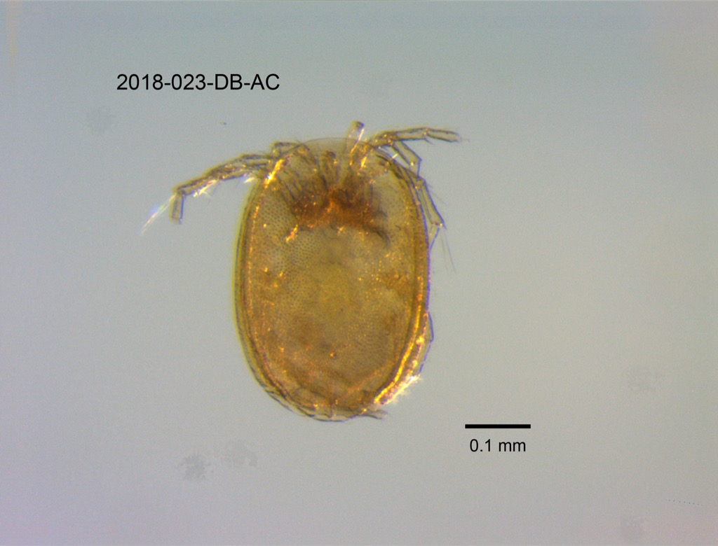 dorsal