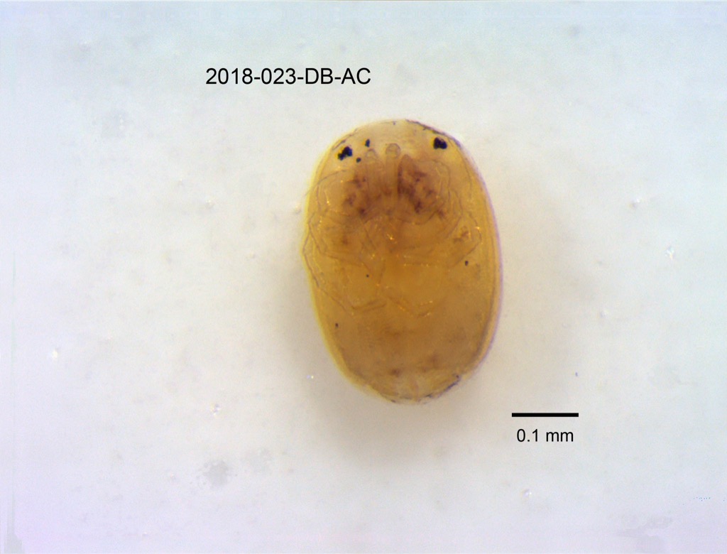 ventral