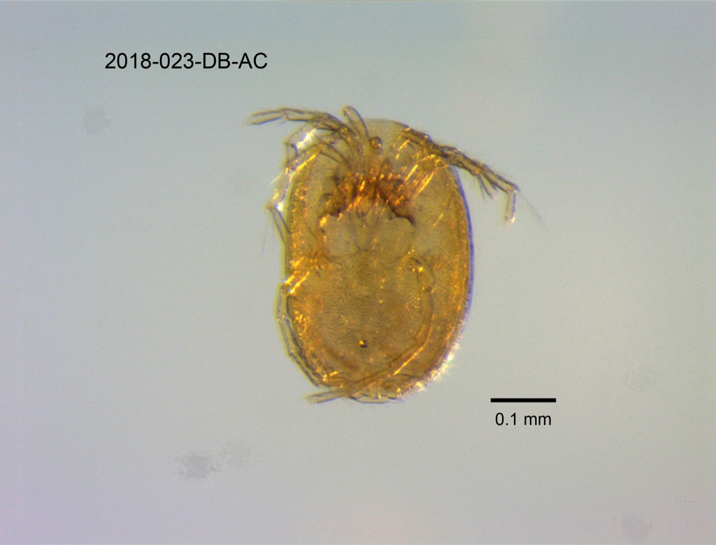 ventral