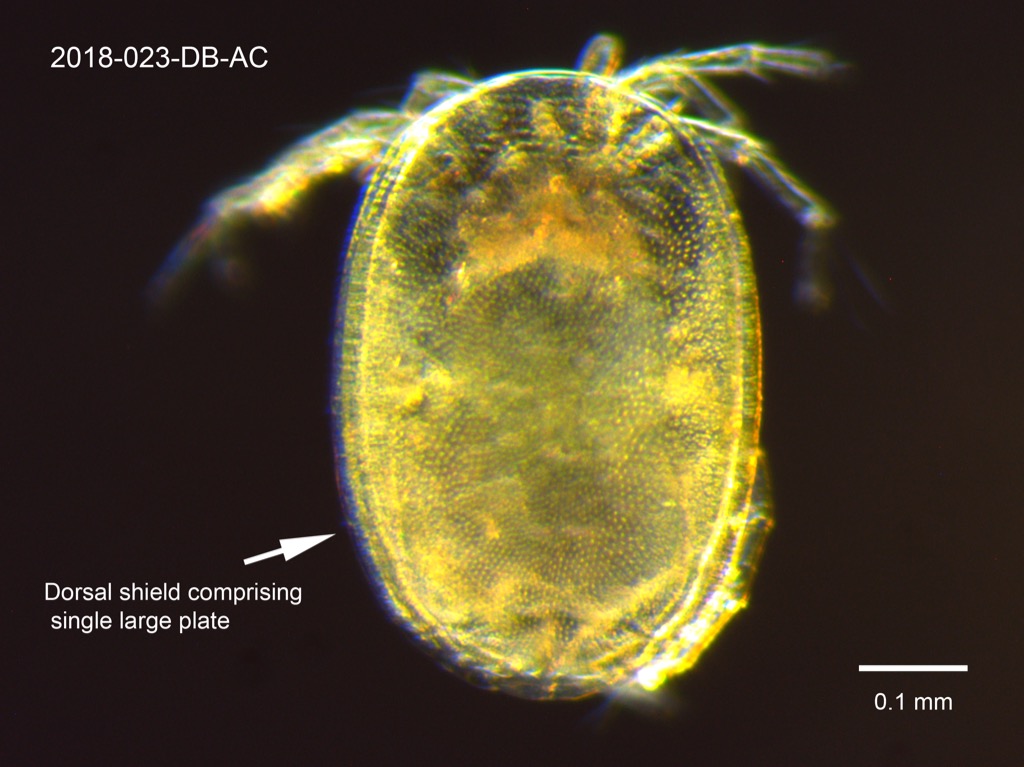dorsal shield dorsal