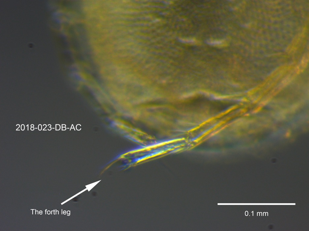 the forth leg ventral