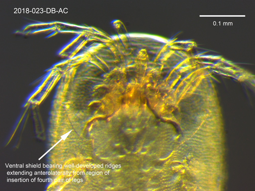 ventral shield ventral