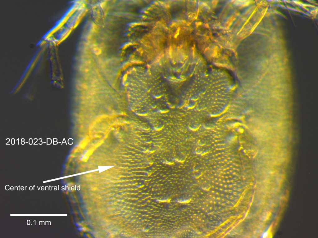 ventral shield ventral