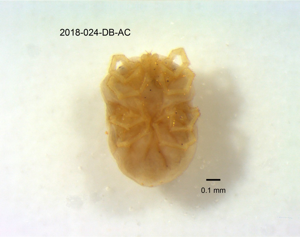 ventral