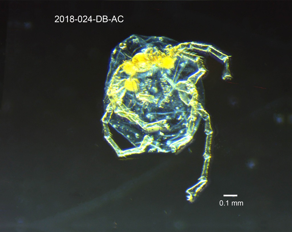 ventral