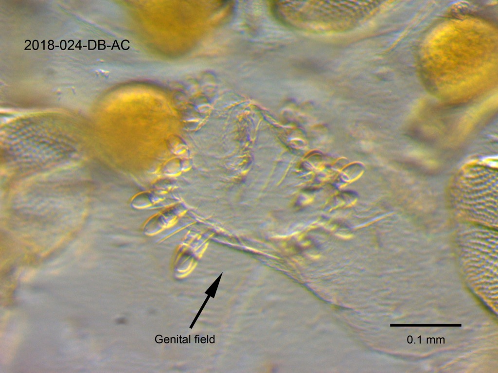 genital field ventral