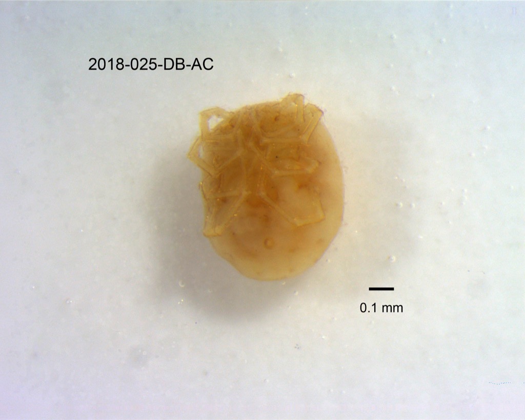 ventral