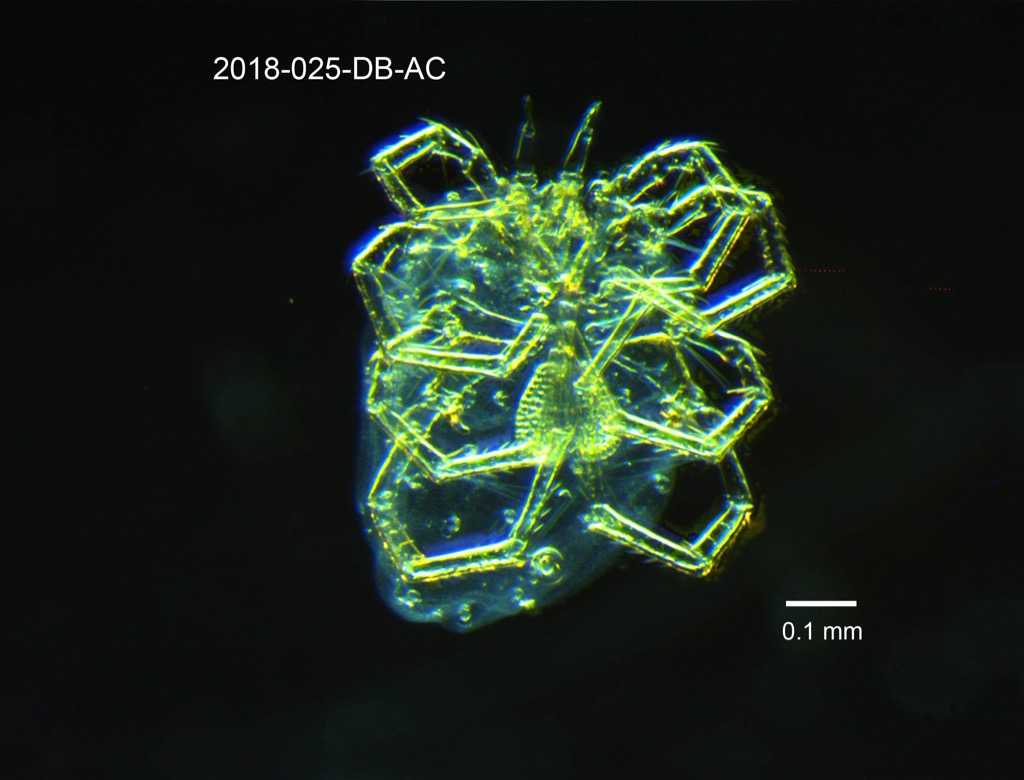 ventral
