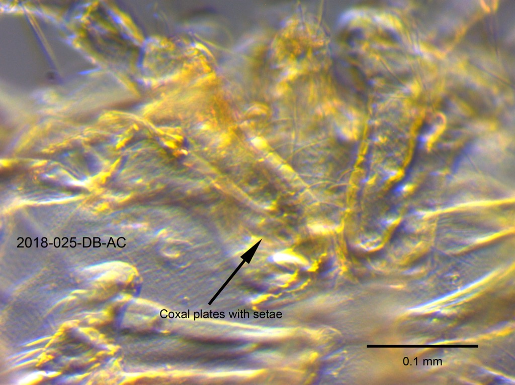 coxal plates ventral