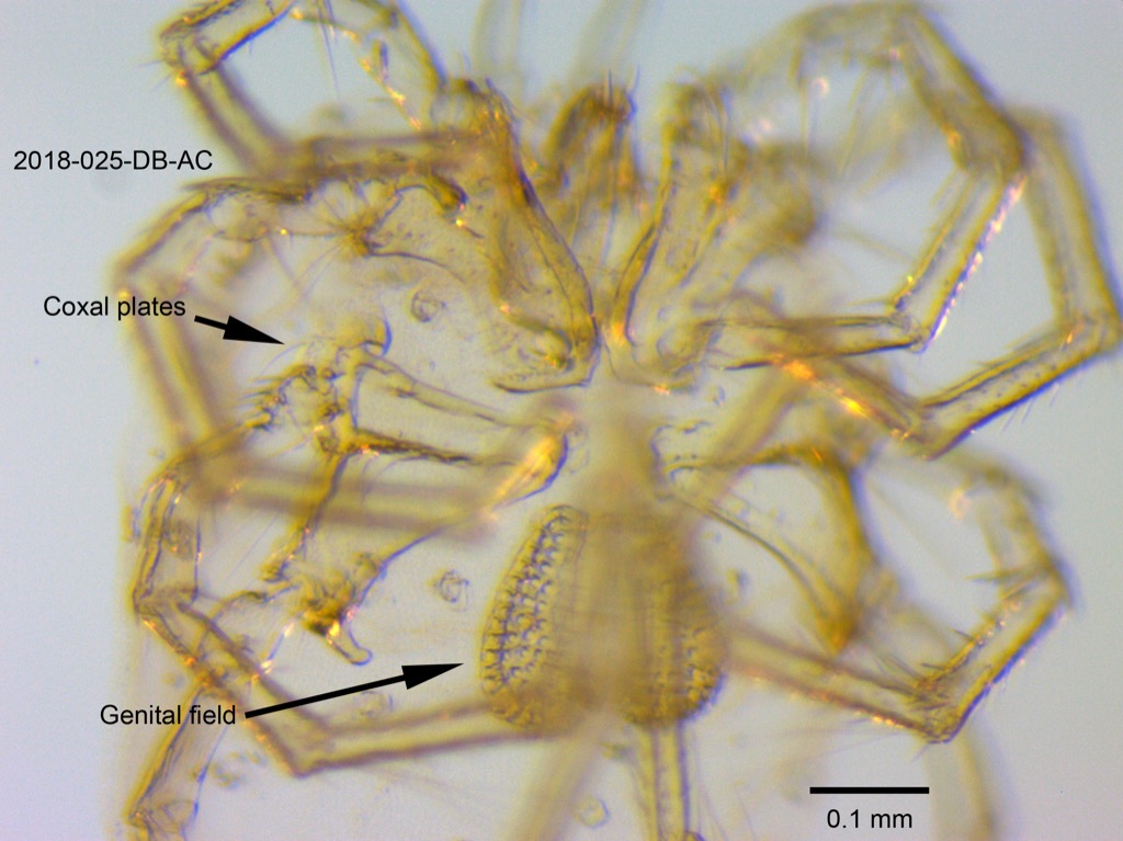 genital field and coxal plates ventral