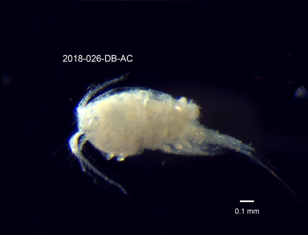 dorsal