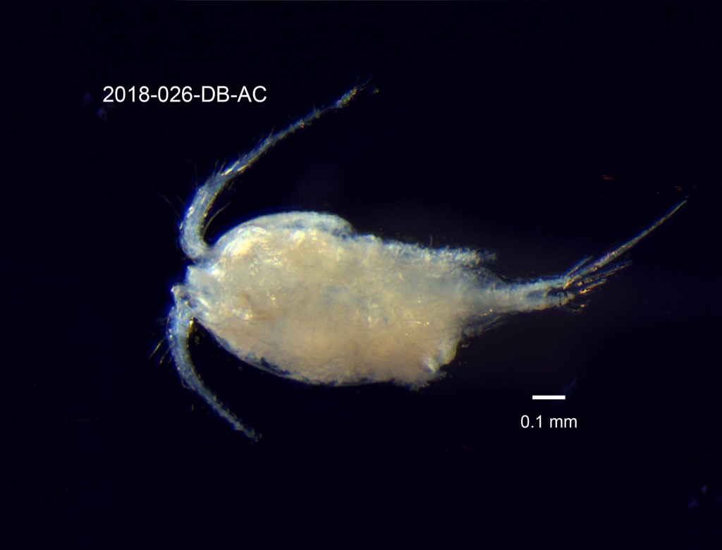 ventral