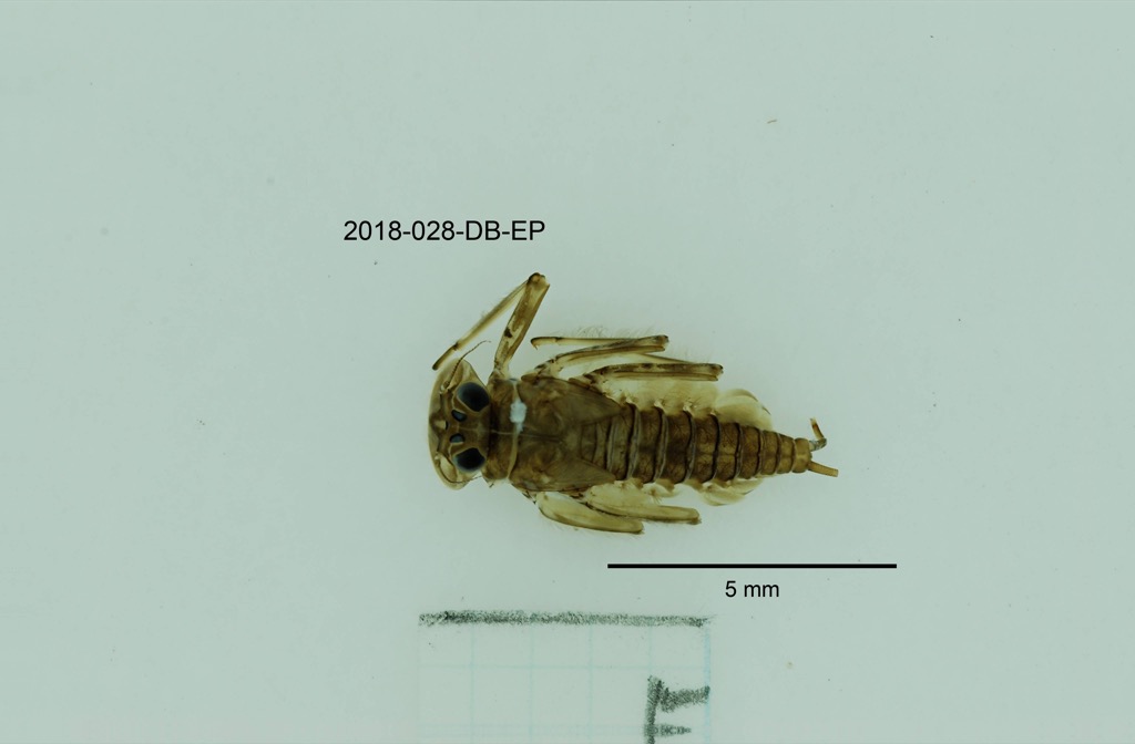 dorsal