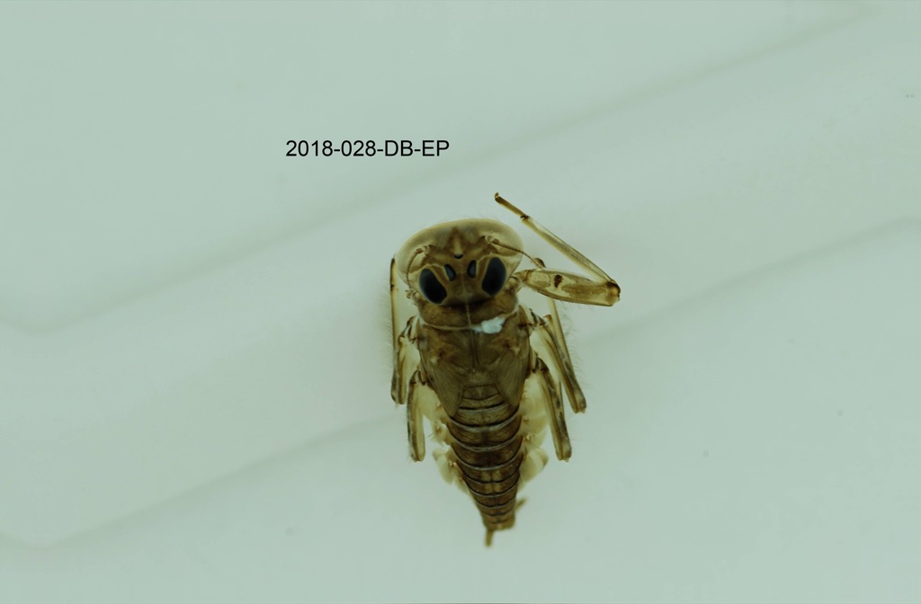 dorsal
