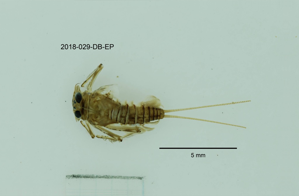dorsal