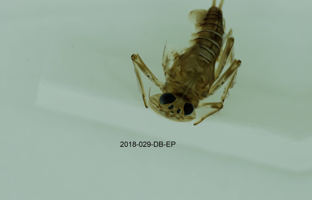 dorsal