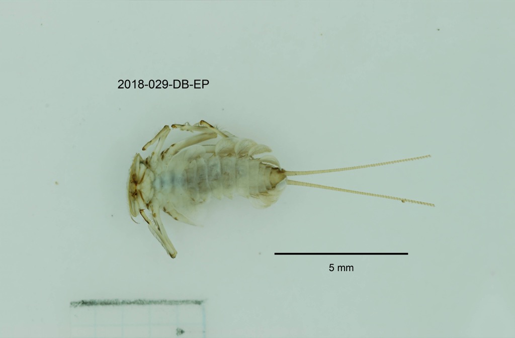 ventral