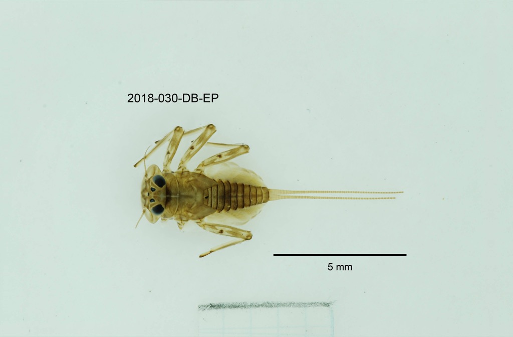 dorsal