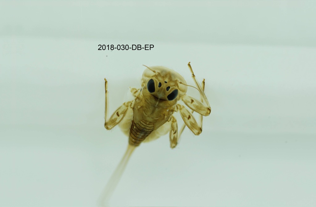 dorsal