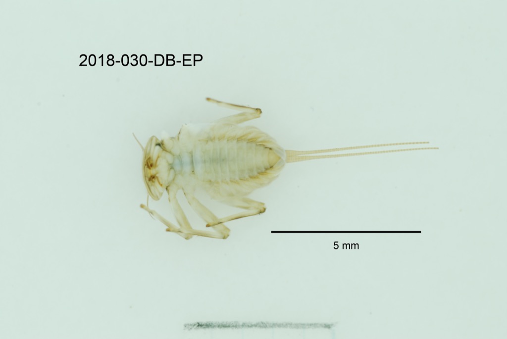 ventral