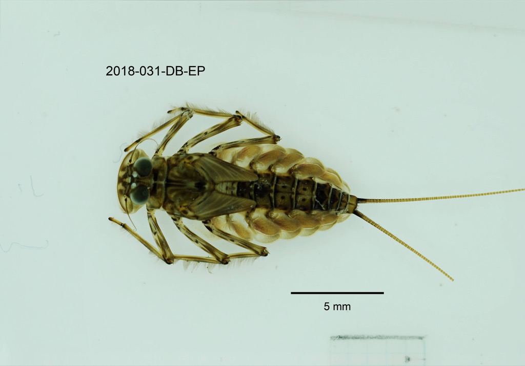 dorsal