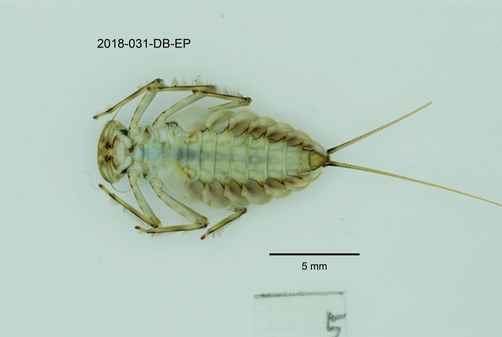 ventral