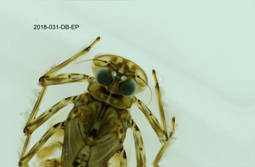 head and thorax dorsal