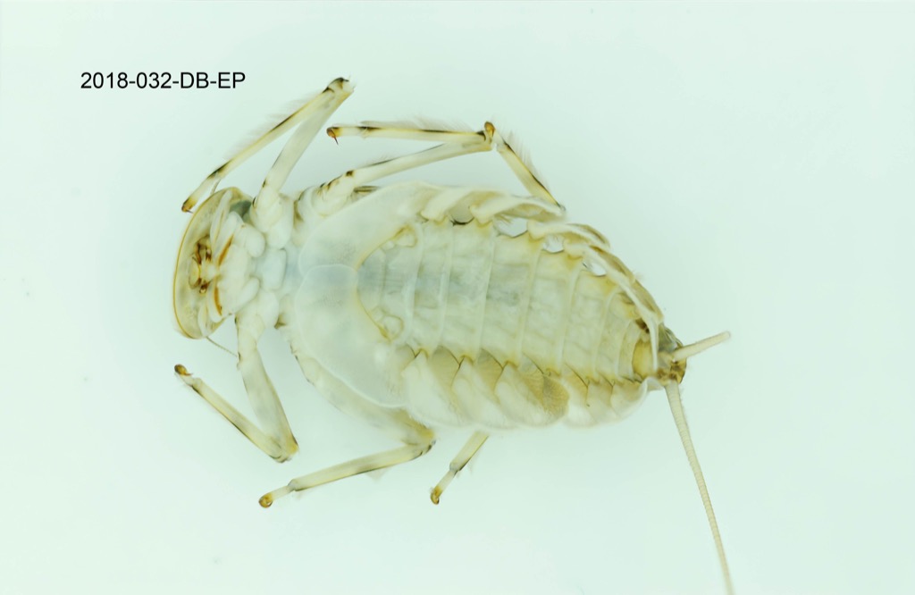 ventral
