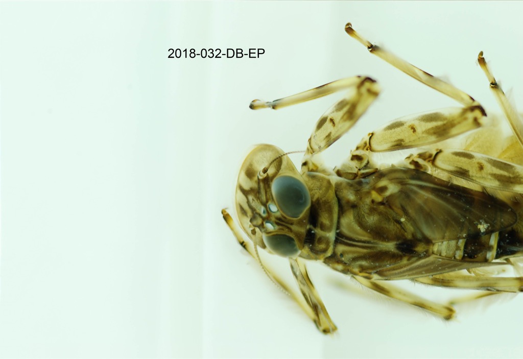 head and thorax dorsal