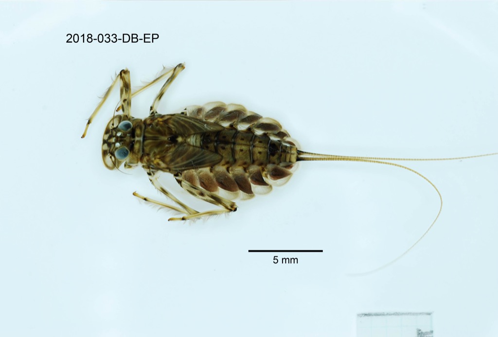 dorsal
