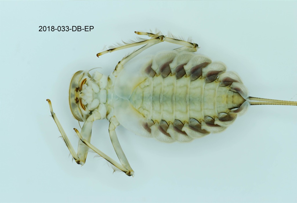 ventral