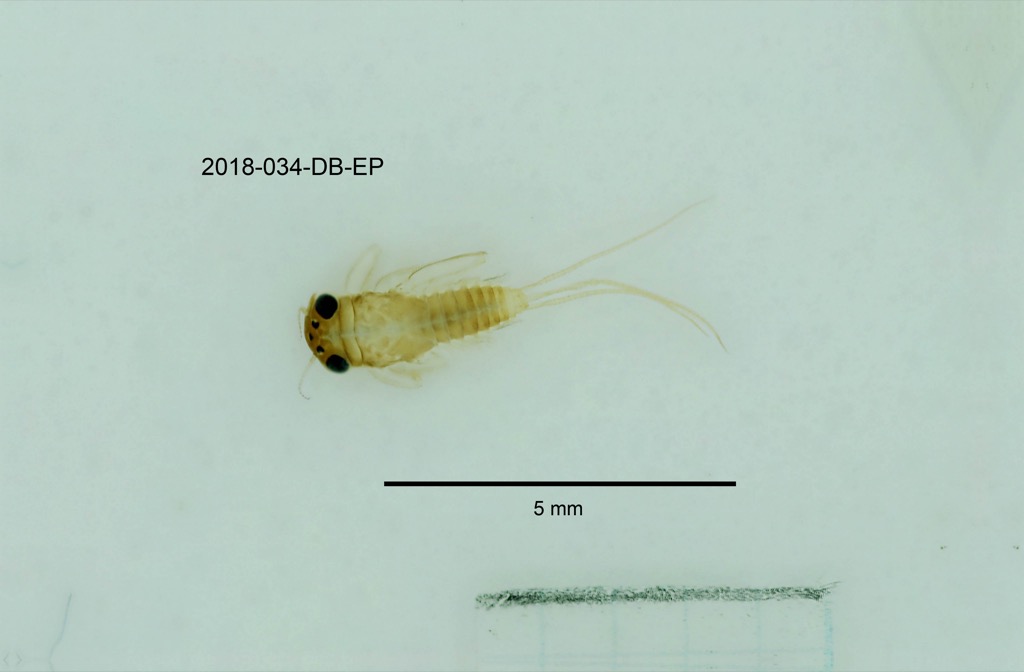 dorsal