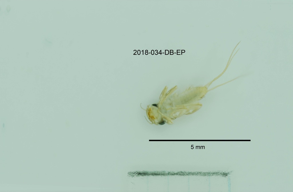 ventral