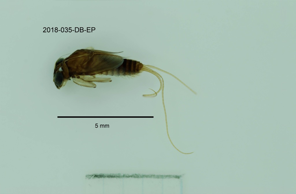 dorsal