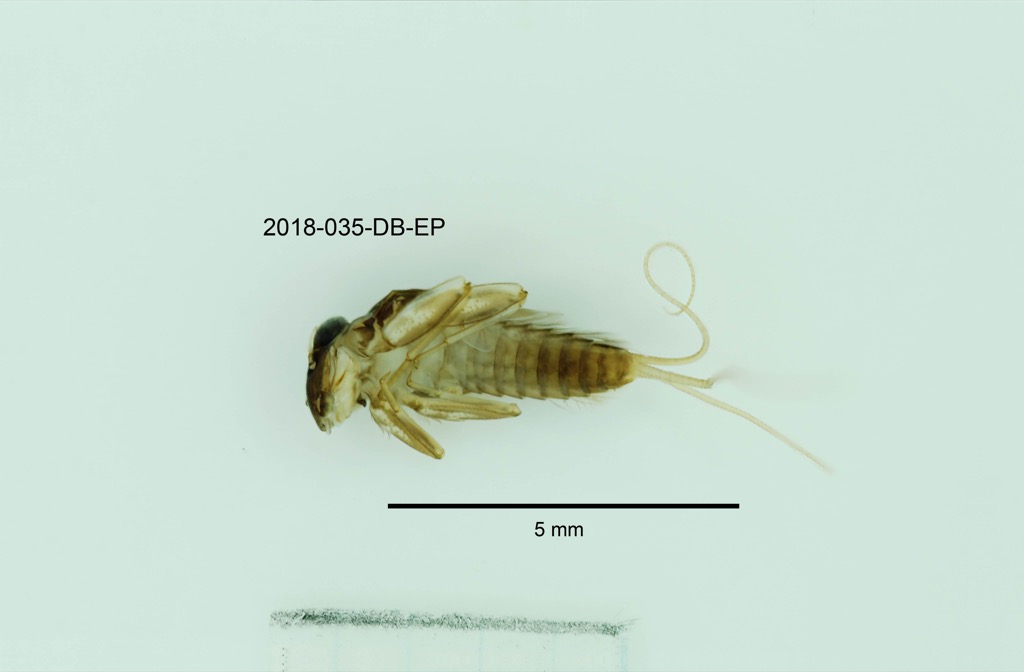ventral