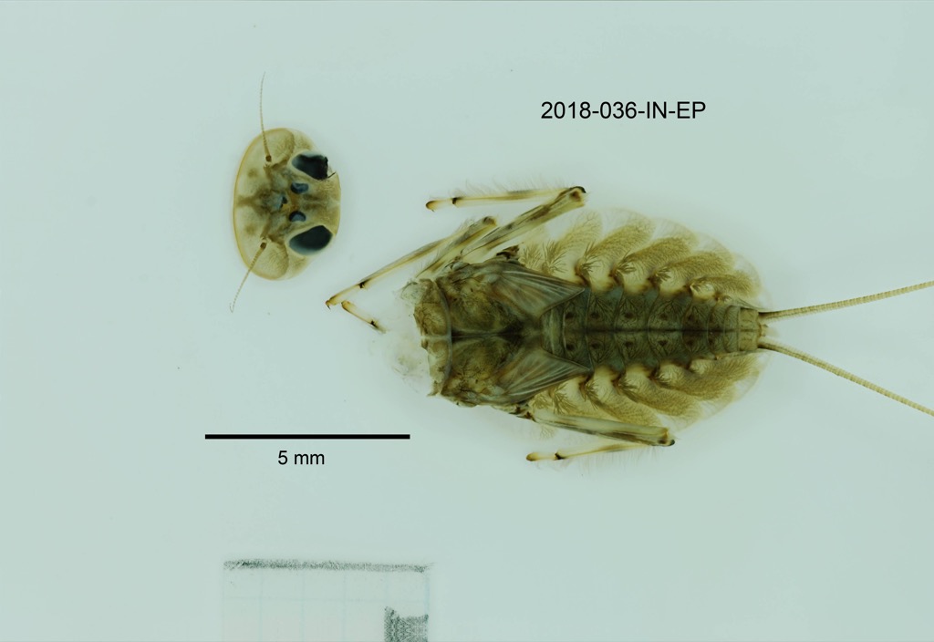 dorsal