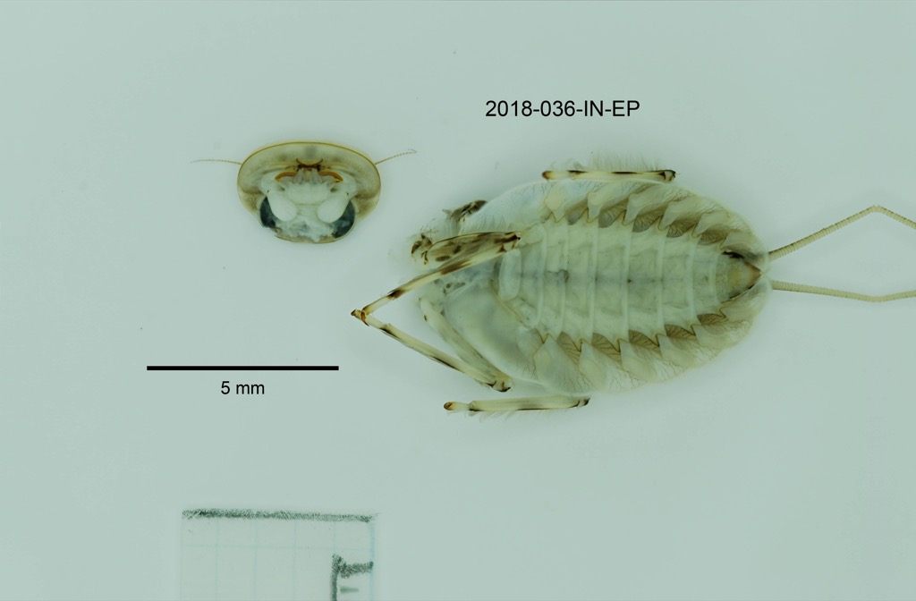 ventral